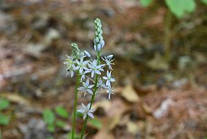 236 2023-05262538 Tower Hill Botanic Garden, MA